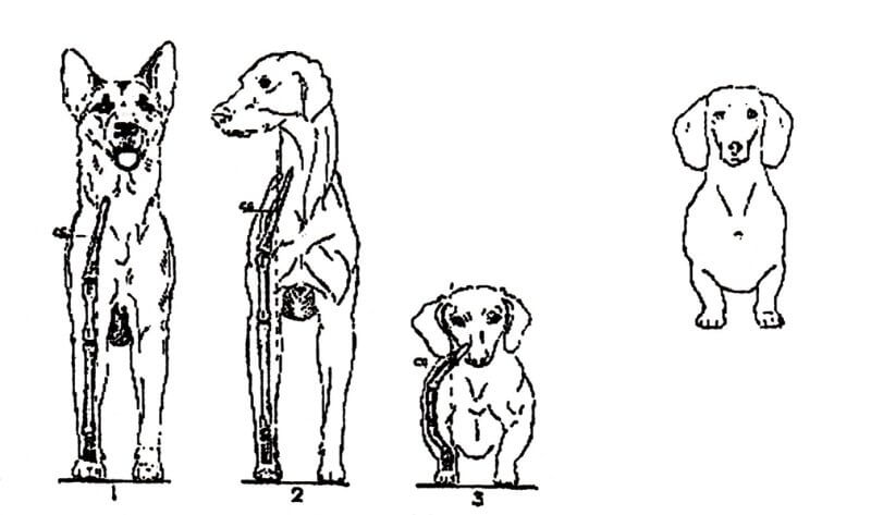 Dachshund front Figure 3