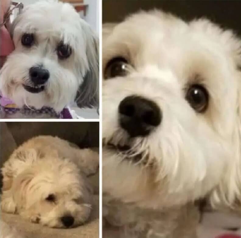 Havanese-dogs Havanese dog rescues