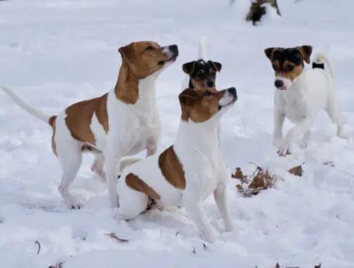 Danish-Swedish Farmdogs Danish-Swedish Farmdog playing in the snow