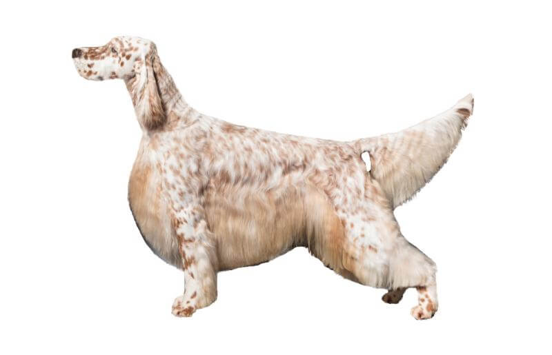 English Setter 1A in Full Specials Coat