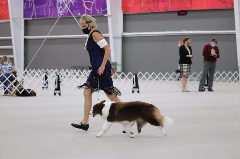 Border Collie Border Collie moving around the conformation ring by a woman dog handler