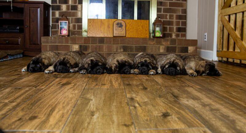 Sforzando Leonbergers Puppies