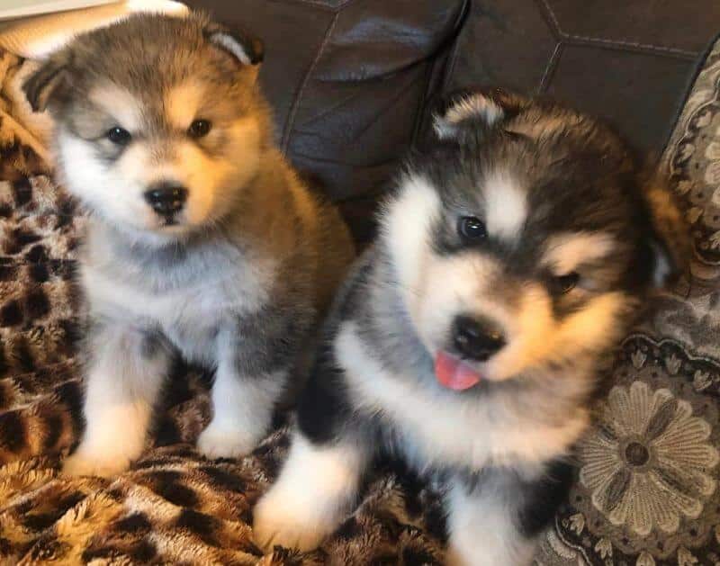 SilverIce Alaskan Malamute puppies Puppies sitting on a sofa