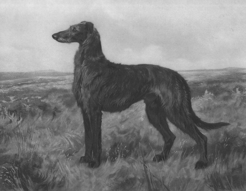Champion Ayrshire • Painted by Arthur Wardle, c. 1908