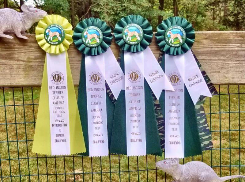The National Earthdog Test rosettes and trophies