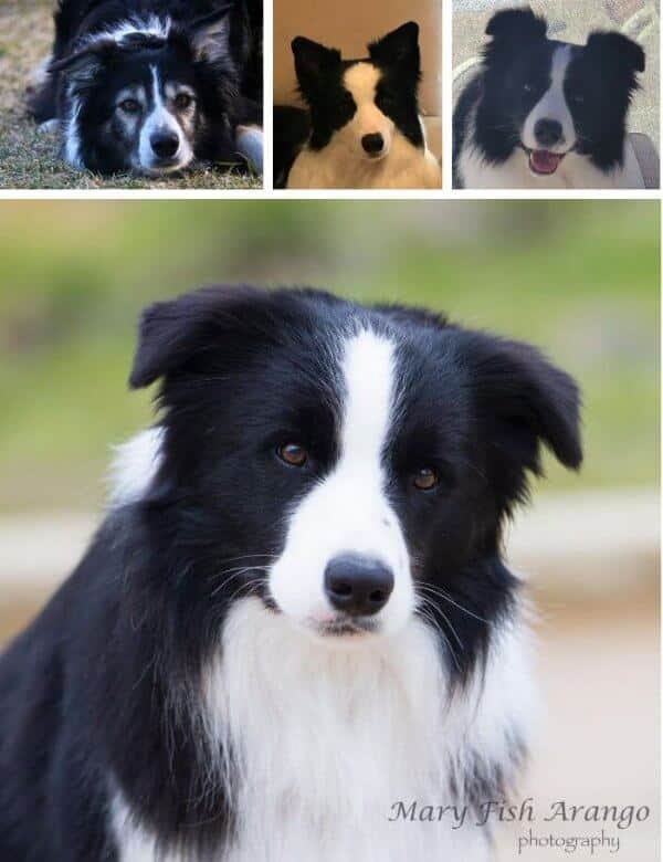 Border Collie Border Collie ears, image showcasing different ear sets a dog can have