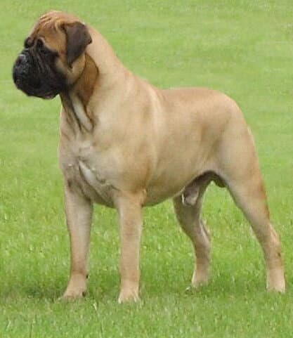 Bullmastiff "Bruno", standing on the grass
