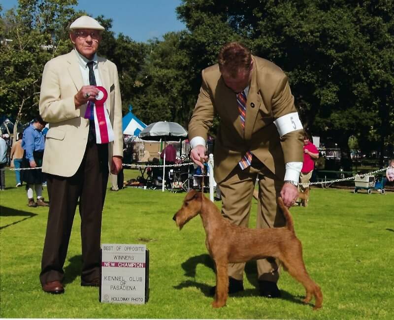 Rockledge Irish Terriers - Ch. Rockledge X-Tra Special Eadaoin