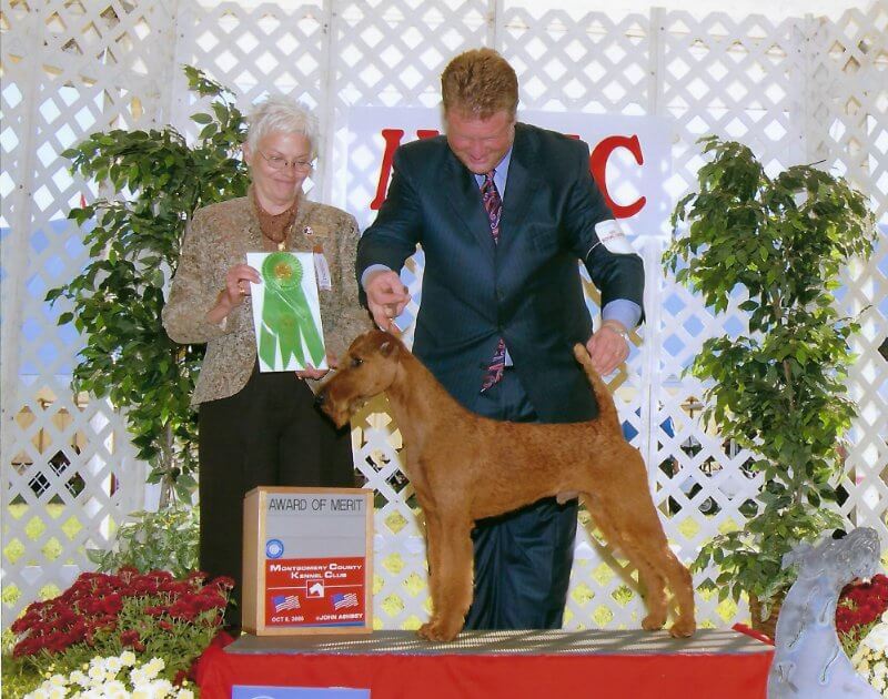 Rockledge Irish Terriers - Ch. Rockledge’s Marco of Meath