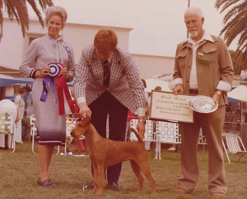 Rockledge Irish Terriers - Ch. Rockledge’s Norah Ann