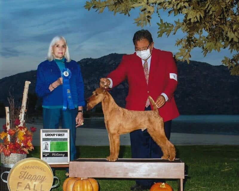Rockledge Irish Terriers - GCHB Rockledge McTavish of Meath