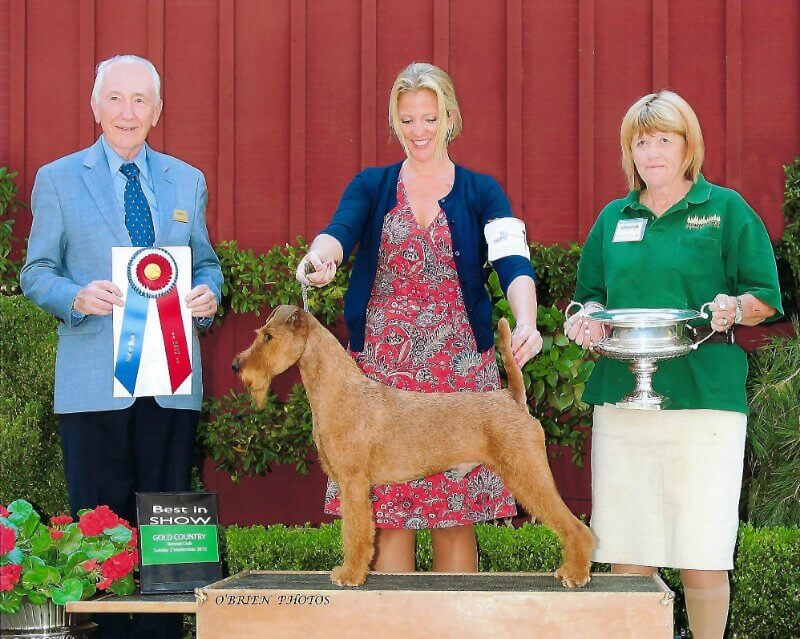 Rockledge Irish Terriers - GCHG Rockledge McCallen of Meath