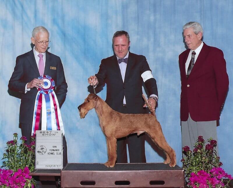 Rockledge Irish Terriers - GCHG Rockledge Mr. Murphy of Meath