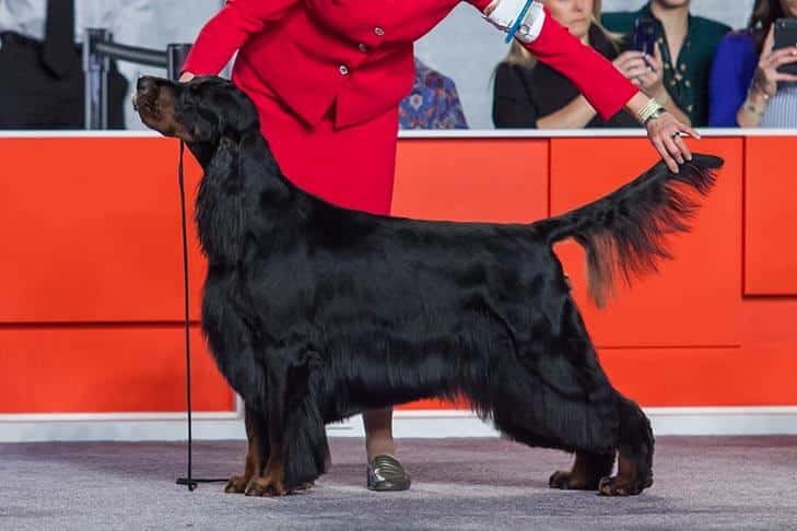 Gordon Setter Gordon Setter in the dog show ring, image is showcasing dog's proportions