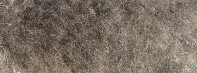 A Pumi Coat That Has Been Blown Dry