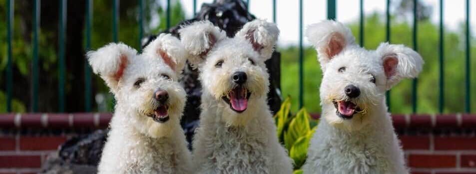 The Pumi’s Whimsical Expression