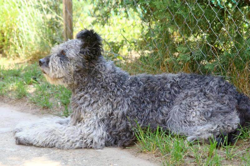 Gray Pumi with Typical Color Variations