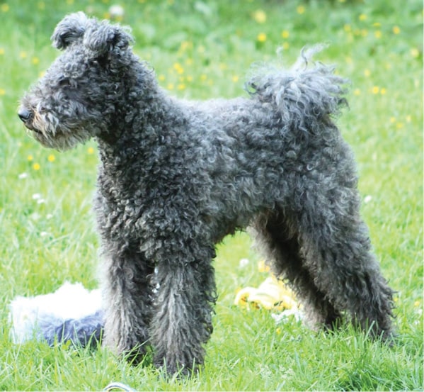 Pumi dog