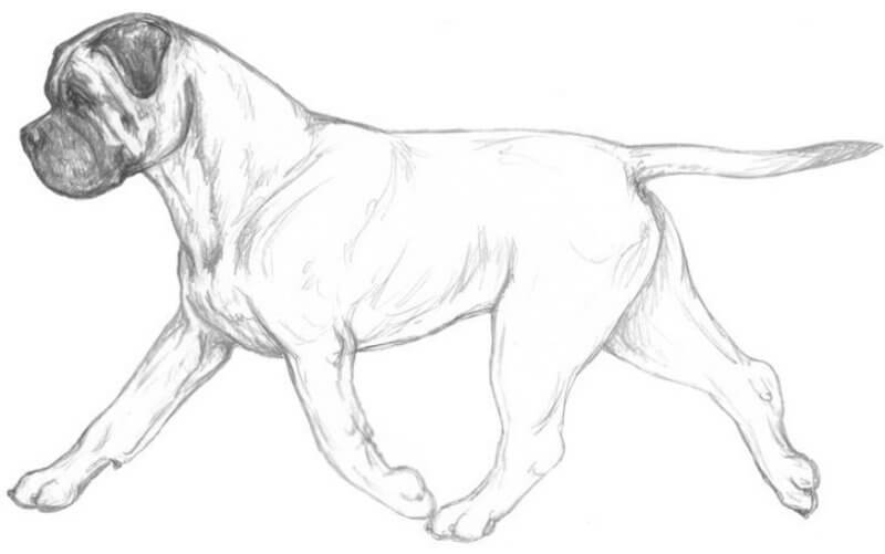 An illustration showcasing the dog on the move