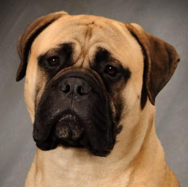 Bullmastiff head photo