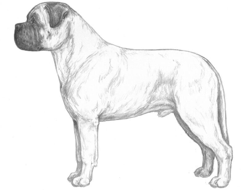 Bullmastiff illustration