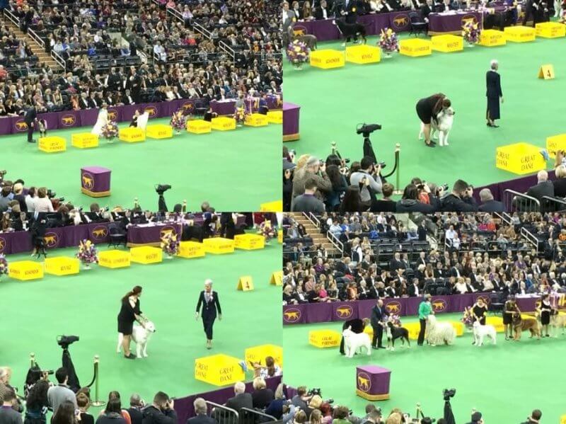 Aegys Kennels Kuvasz GCH Aegys Set Fire To The Wind RN, “Adele,” Best of Breed Winner Westminster 2015 photos, the dog is handled by the breeder/owner-handler Lynn Roberts