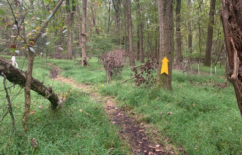 Trail in the woods