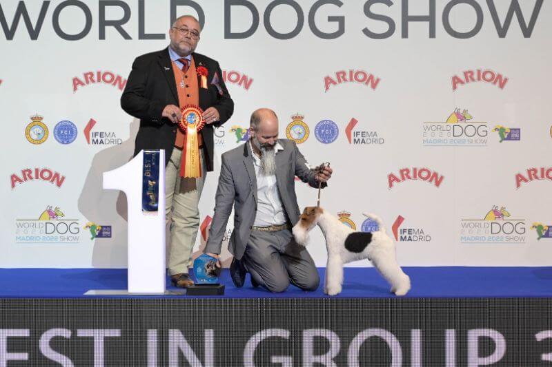 World Dog Show 2020 Madrid - Funfair Foxhouse (Fox Terrier - Wire)