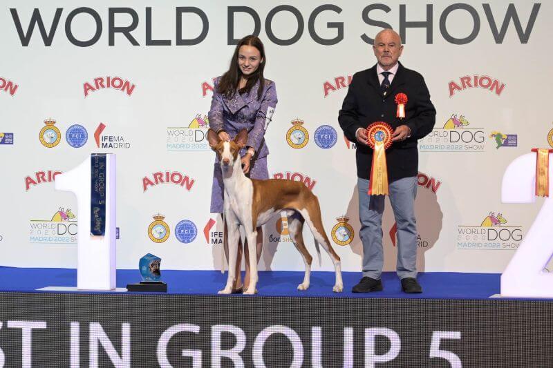 World Dog Show 2020 Madrid - Fenix De Entresaltos (Ibizan Hound)