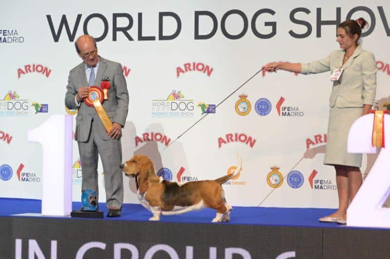 Miracle Mary V. Grunsven (Basset Hound)