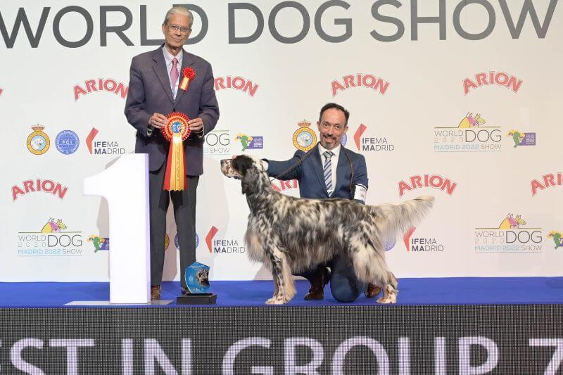 Kentavros Fivos Of Lucksheray (English Setter)