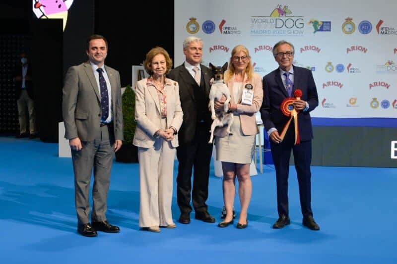 World Dog Show 2020 Madrid - Judge Carlos Salas (Spain); Best of Spanish Breeds, Ratoneiro Valenciano