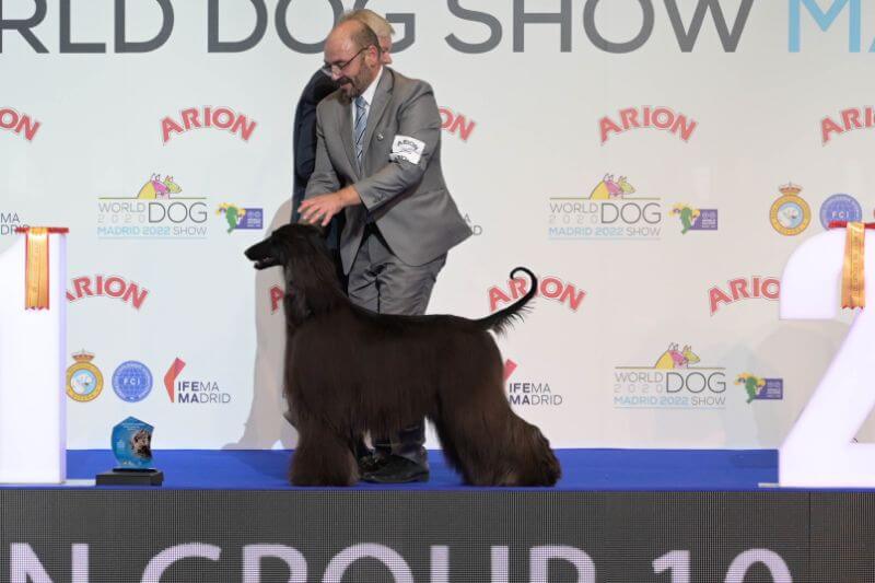 Jalila Bint Siraq Von Haussman (Afghan Hound)