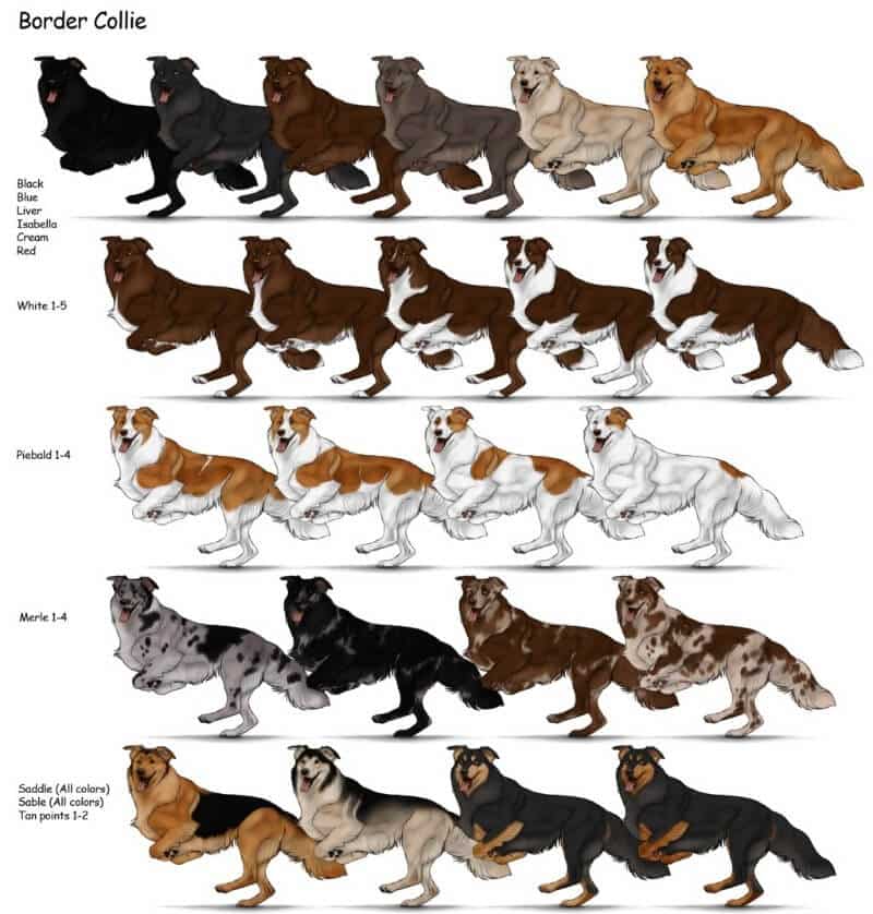 Border Collie Color Chart Border Collie Color Chart