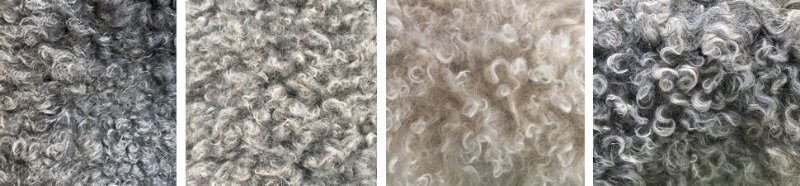 Examples of Good Pumi Coats and Curls