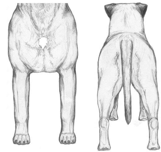 Dog illustrations