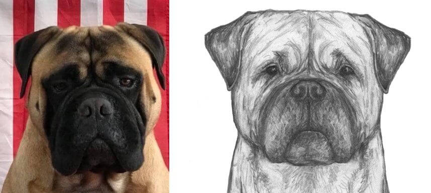 2 side by side images of the Bullmastiff head