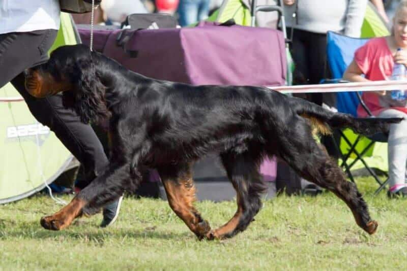 Gordon_setter Gordon Setter moving on the grass, image is showcasing dog's gait in the dog show ring