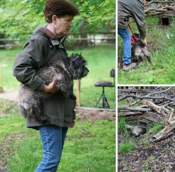 AKC Breeder of Merit Pam Davis (Dogwood Cairn Terriers) and GCHB Dogwood Flower Power MXE both have proven the gameness required of the breed and its owners. At age 11, ‘Daisy’ maintains the active, game, and hardy essence of the breed. Photo by Connie Burnley.