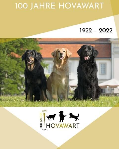 The Hovawart – Superb Working Dog