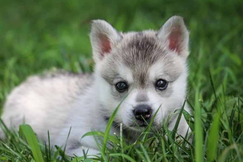 Alaskan Klee Kai puppy