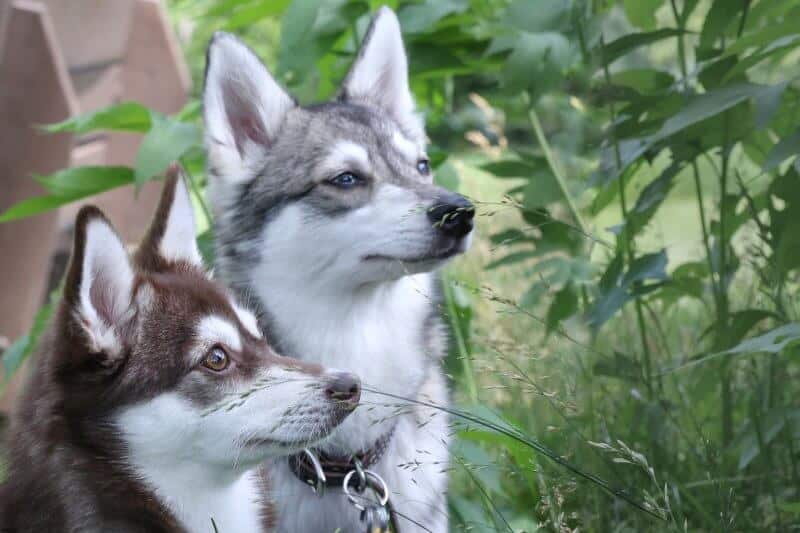 Alaskan Klee Kai colors