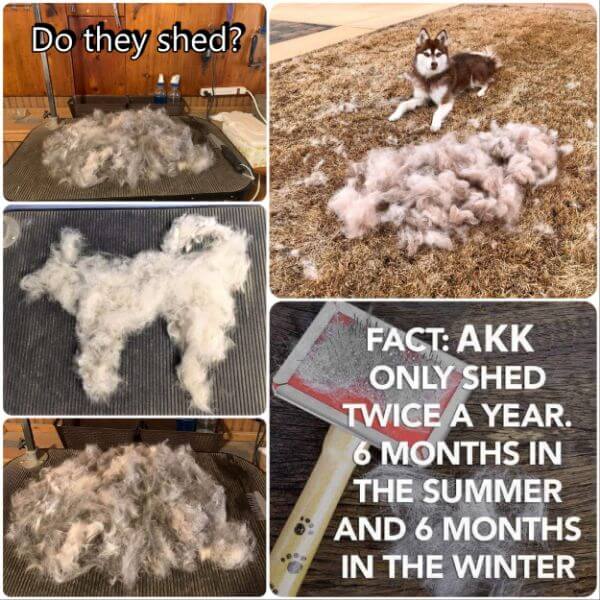 5 combined images showing the amount of shedding that Alaskan Klee Kai do