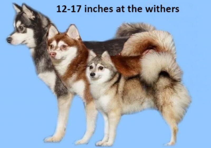 Alaskan Klee Kai size infograph