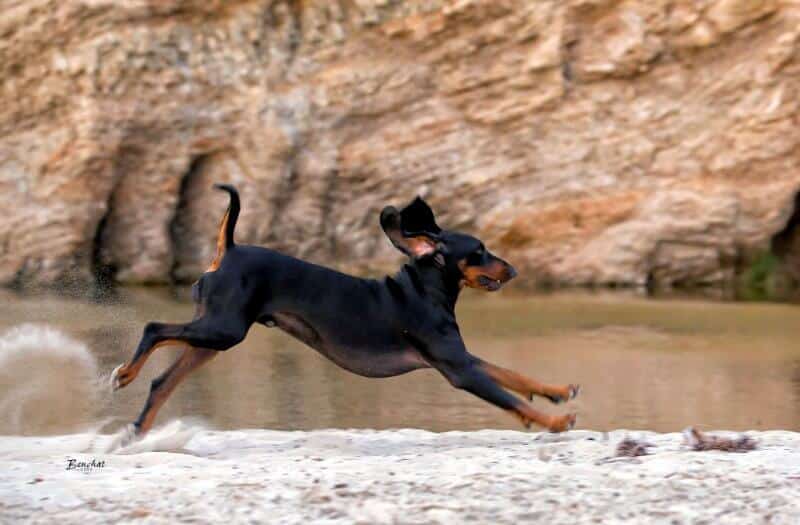 Dog eligible to compete in coonhound performance events Nite Hunts, Bench Shows, Field Trials & Water Races, Black and Tan Coonhound dog running on a beach