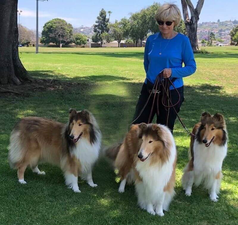 Gayle Kaye with her 3 collie dogs outside in a park