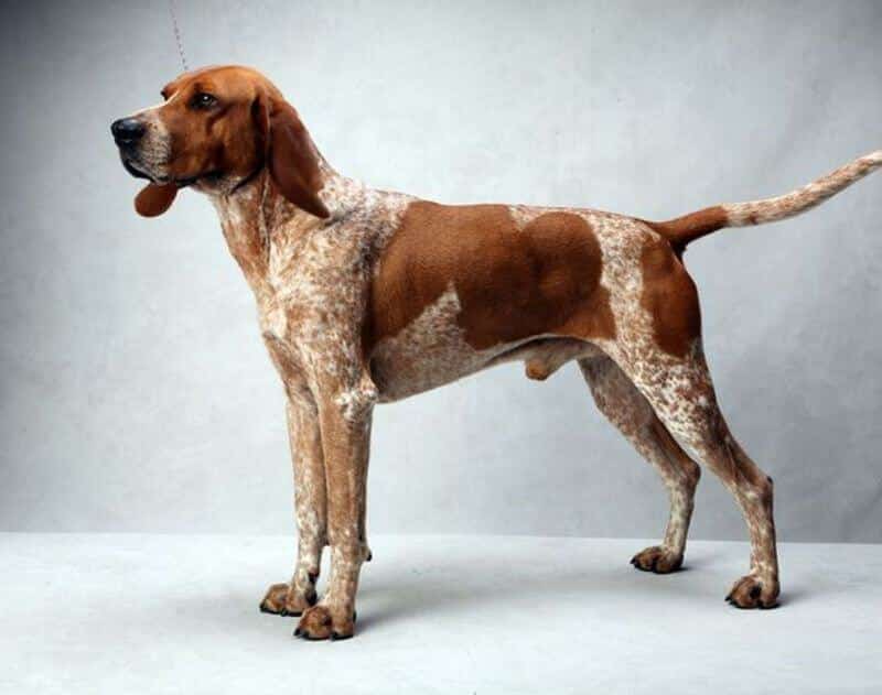 Dog eligible to compete in coonhound performance events Nite Hunts, Bench Shows, Field Trials & Water Races, American English Coonhound