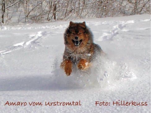 Eurasier running in the snow