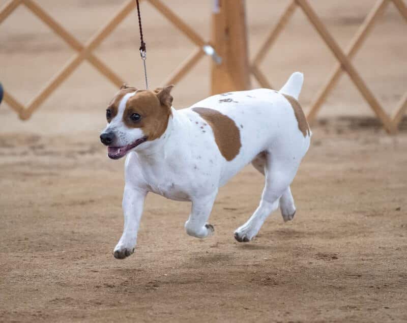 Teddy Roosevelt Terrier