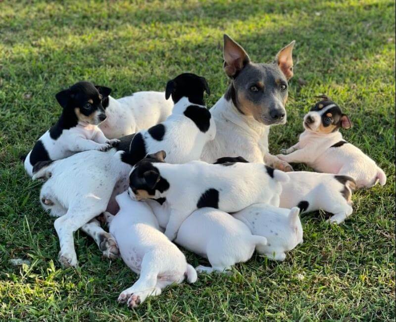 Teddy Roosevelt Terrier mother with her puppies laying outside